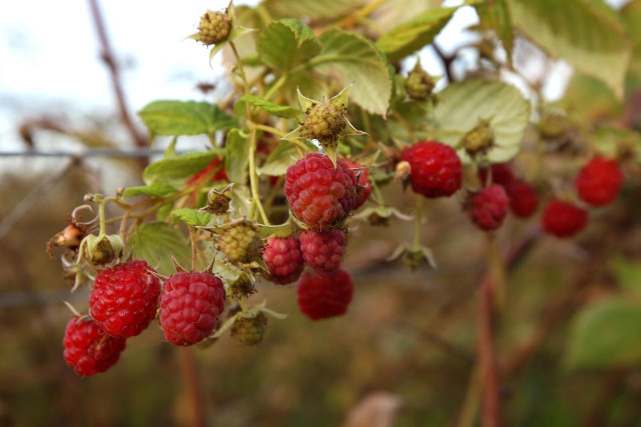 Вилла The Berry Farm Retreat Хейстингс Экстерьер фото